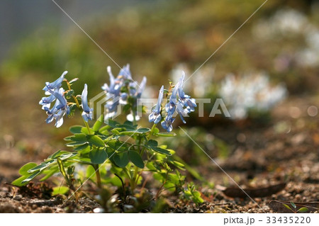 フォーカス 野生の花 クローズアップ 33435220