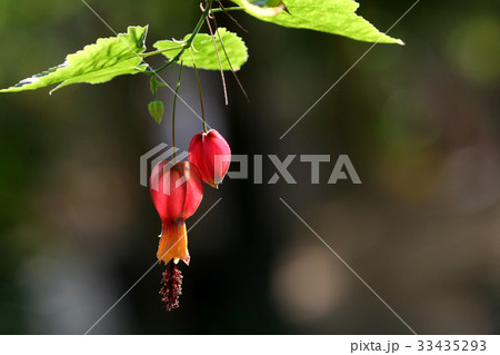 芽 フォーカス アブチルロン 33435293