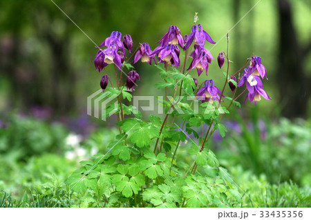花 オダマキの花 野生の花 33435356