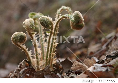 節目 フォーカス 植物 33435455