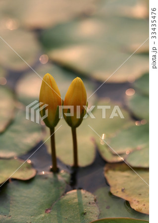 芽 アサザ 愚か蓮 33435476