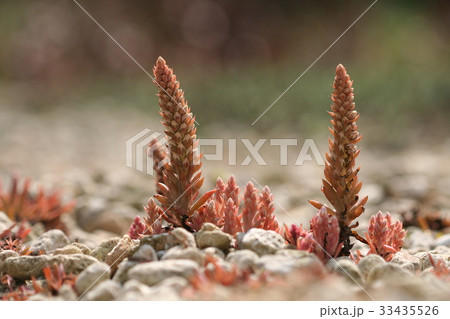 石 バウィソル フォーカス 33435526