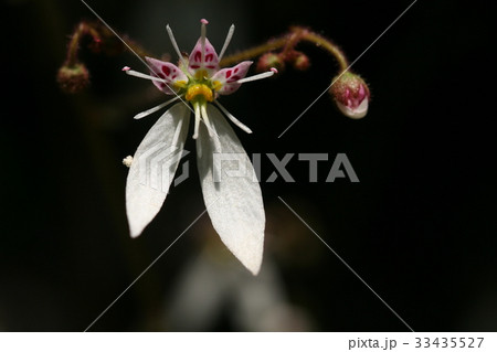 花 芽 ユキノシタ 33435527