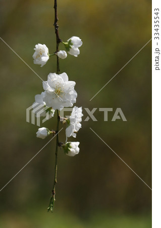 枝 図画 クローズアップ 33435543