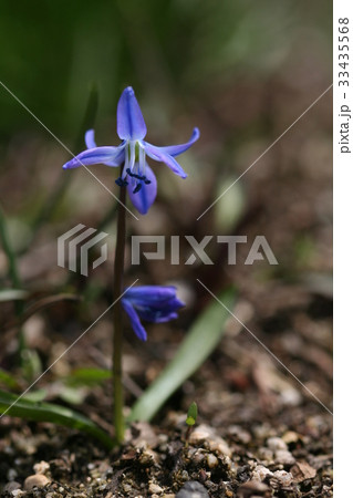 花 フォーカス シベリア凡そ 33435568