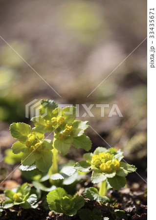ネコノメソウ 花 フォーカス 33435671