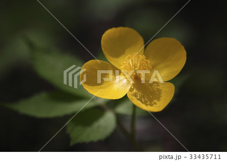 花 花芯 黄色 33435711