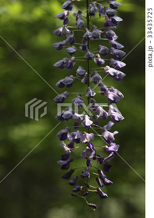 花 藤 見よ 33435725