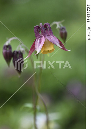 オダマキの花 フォーカス 植物 33435727