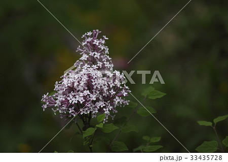 花 ライラック ミス・キムライラック 33435728