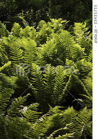 節目 緑 緑色 33435755