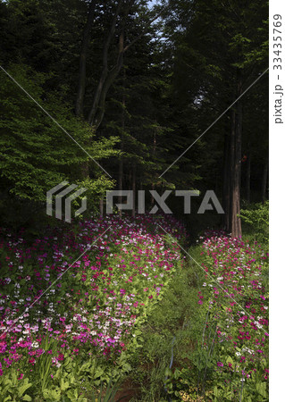 花 木 森 33435769