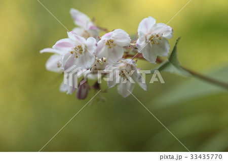 花 花マルバルドリ 植物 33435770