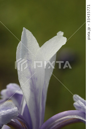 花 花びら 水滴 33435771