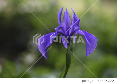 花 見よ あやめ 33435772