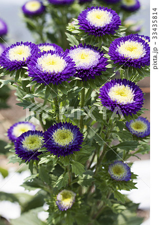 小菊　アスター 33435814