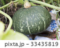 カボチャ 33435819