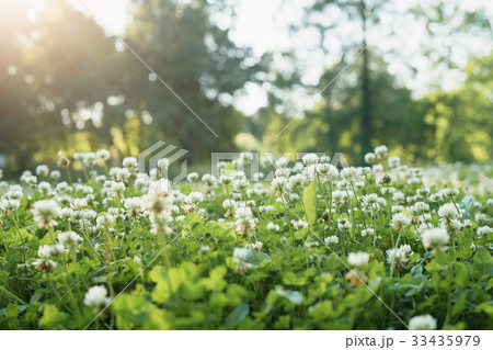 meadow full of clover flowers 33435979