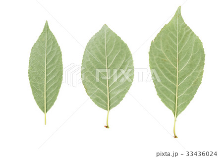 back side of three green leaves from fruit trees 33436024