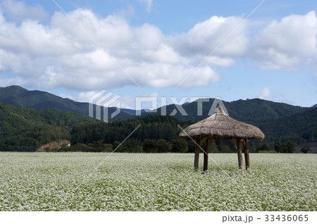 江原道 ソバ畑 番小屋 33436065