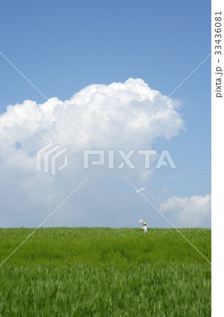 麦畑 全北 草原 33436081