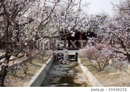 宮殿 桜 ソウル 33436258