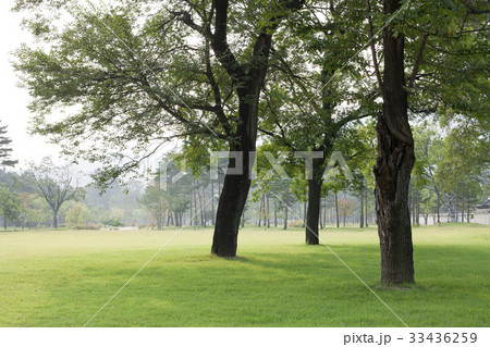 景福宮 春 ソウル 33436259