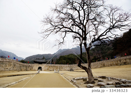 木 聞慶市 山 33436323