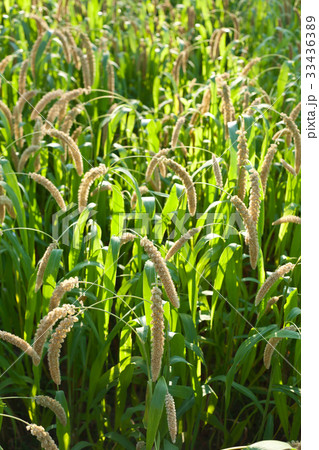 農作物 ジョー ジョバト 33436389