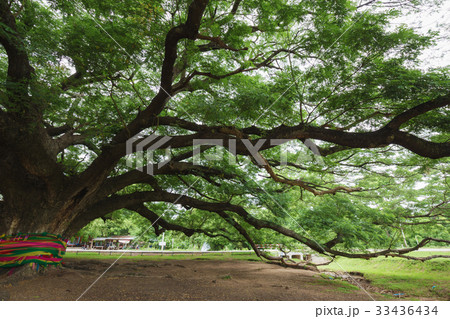 branch of Giant Monky Pod Tree in Kanchanaburi 33436434