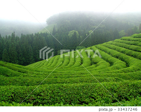 緑茶畑 宝城郡 霧 33437246