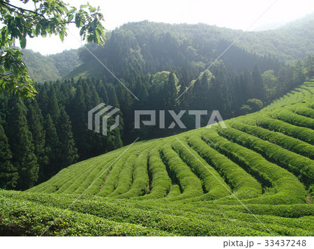 木 緑茶畑 宝城郡 33437248
