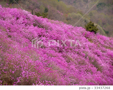 江華郡 高麗山 仁川 33437268