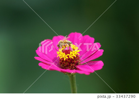 花 花芯 サルスベリ 33437290