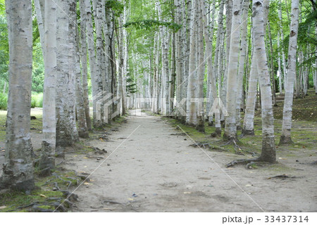 木道 並木道 北海道 33437314