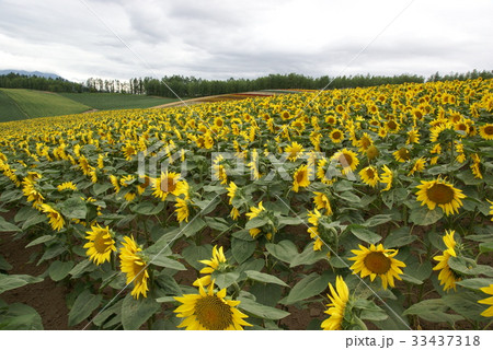 花畑 北海道 日本の 33437318