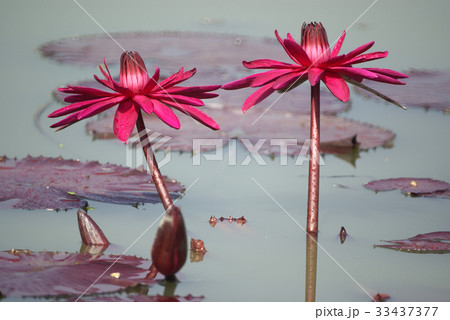 花 修練 池 33437377