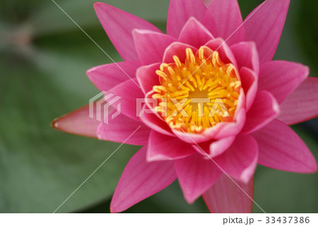 花芯 ピンク 修練 33437386