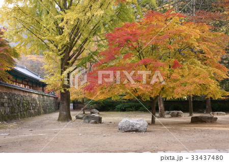 内蔵寺 紅葉 全北 33437480
