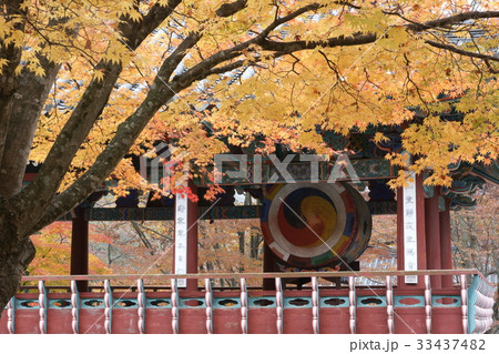 内蔵寺 紅葉 法鼓 33437482
