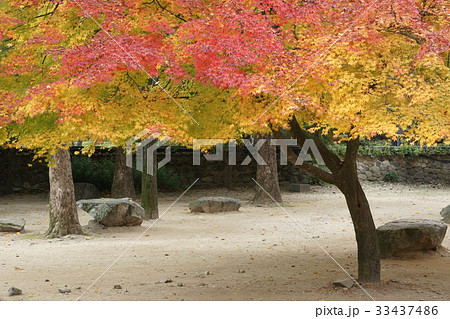 秋 木 内蔵寺 33437486