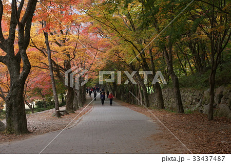内蔵山 紅葉 登山 33437487