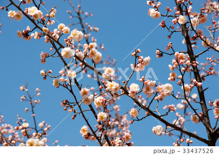 ギョプボトコト 木 桜 33437526