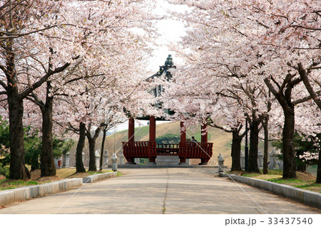桜 ソウル オリンピック公園 33437540