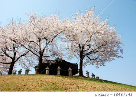 桜 ソウル オリンピック公園 33437542