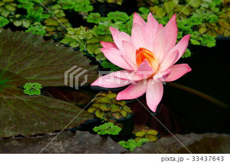 花 修練 池 33437643