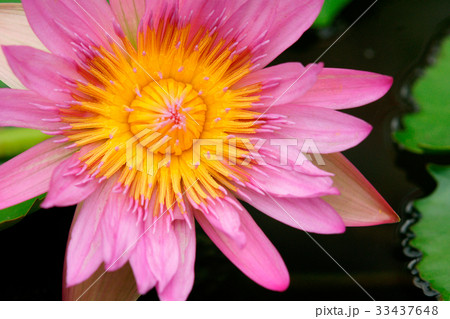 花 花芯 修練 33437648