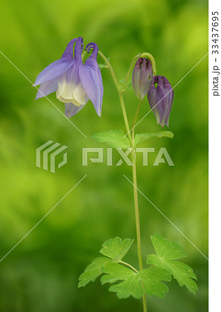 オダマキの花 フォーカス 野生の花 33437695