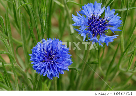 花 ヤグルマギク 野生の花 33437711