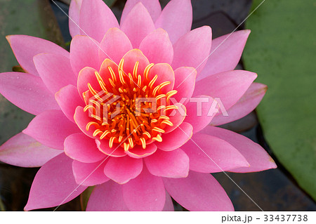 花 ピンク 修練 33437738